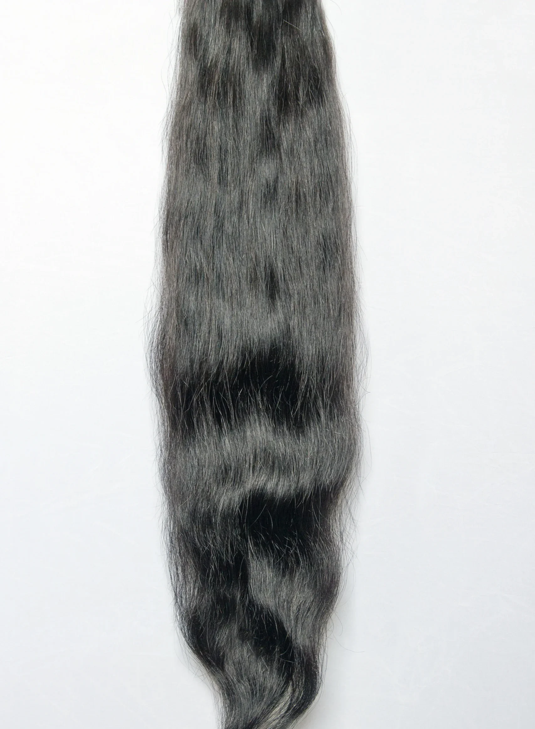 Burmese Curly : PBM